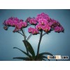 phalaenopsis orchid