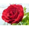 Fresh Cut Flower,Red Rose