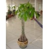 Pachira microcarpa