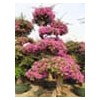 Bougainvillea