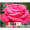 Blue Boy Rose
