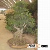 ficus macrocarpa