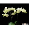 P. Sogo Vivien