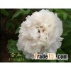 tree peony