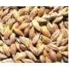Oat   extract