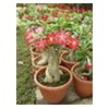 Adenium obesum