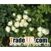 BAIKESITE rose