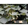 Tilia (Linden flower)