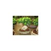supply the ficus microcarpa