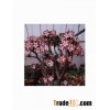 adenium obesum