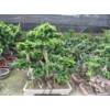 Ficus Microcarpa