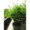 Ulmus pumlia