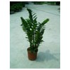 Indoor plants : Zamioculcas zamiifolia and others