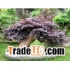Loropetalum Chinense