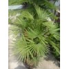 Rhapis Multifida