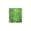 Stevioside & Stevia leaf