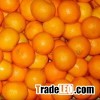 Fresh Mandarin Orange Navel Orange