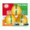 Guanxi pomelo