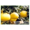 Guanxi honey pomelo