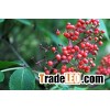 Elderberry Juice Powder