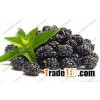 Blueberry Juice Powder