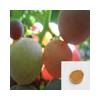 Grape Seed Extract