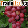GRAPE SEED EXTRACT