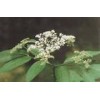 elderberry anthocyanin(sophie@healthynaturalcolor.com)