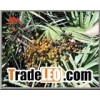 saw palmetto fruit extract