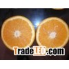 Navel Orange