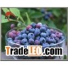 Bilberry Extracts