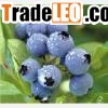 Blueberry anthocyanin(jesslie at snowlotusbiotech dot com)