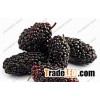 Mulberry Juice Powder