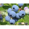 Bilberry Extract