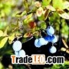 Bilberry Extract