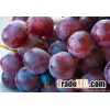 Grape Skin Extract