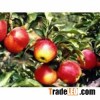 fuji apple