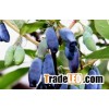 Lonicera caerulea Juice Powder