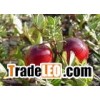 cranberry extract powder(jesslie at snowlotusbiotech dot com