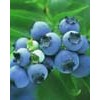 blueberry anthocyanin(resist radiation)