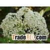 Elderberry extract