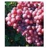 Grape Seed Extract