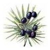 Saw Palmetto Berry Extract
