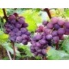 Grape Seed P.E