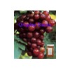Grape seed Extract