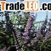 Chaste Berry Extract/Vitex rotundifolia extract
