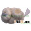 Pure White Garlic HPPWG1