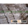 white pure garlic from china for sale HPPWG8