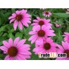 Echinacea purpurea P.E. Antibacterial,anti-inflammatory,Vete