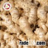 Chinese hot sale fresh ginger